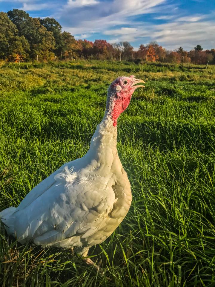 Lilac Hedge Farm | restaurant | 216 Wachusett St, Rutland, MA 01543, USA | 7742455367 OR +1 774-245-5367