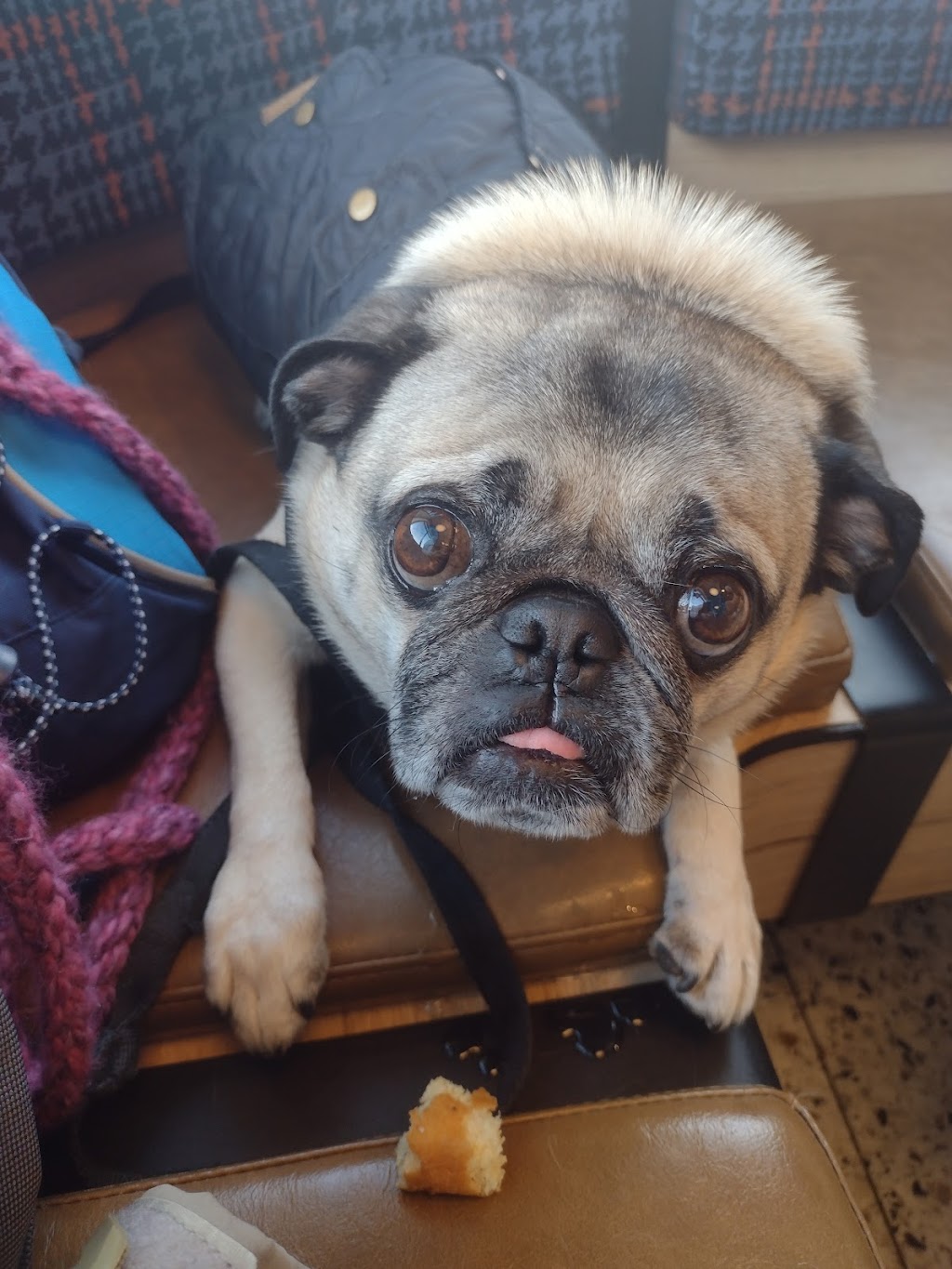 Tim Hortons | restaurant | 380 Niagara St, Buffalo, NY 14201, USA | 7163818869 OR +1 716-381-8869