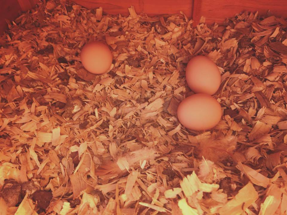 Mid Valley Organics, Inc. | restaurant | 13 Cortez Rd, Lake Ariel, PA 18436, USA | 5709379539 OR +1 570-937-9539