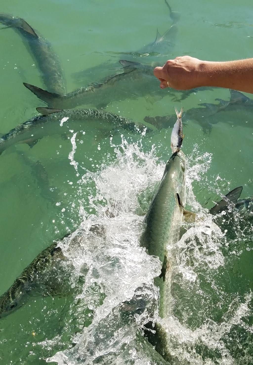 Robbies | restaurant | 77522 Overseas Hwy, Islamorada, FL 33036, USA | 3056648070 OR +1 305-664-8070