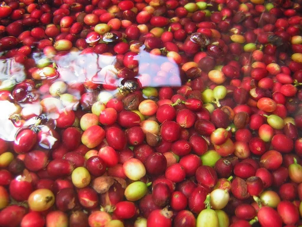 Zumi’s Espresso | bakery | 40 Market St, Ipswich, MA 01938, USA | 9783561988 OR +1 978-356-1988