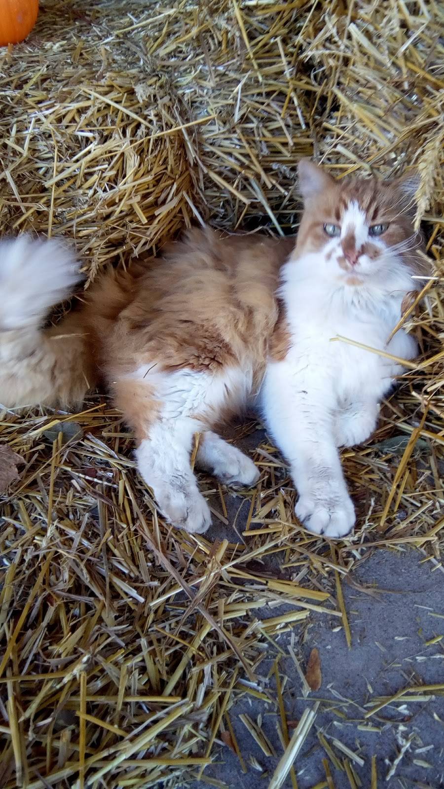 Middleton Cider Mill | restaurant | 46462 Dequindre Rd, Shelby Charter Twp, MI 48317, USA | 5867316699 OR +1 586-731-6699