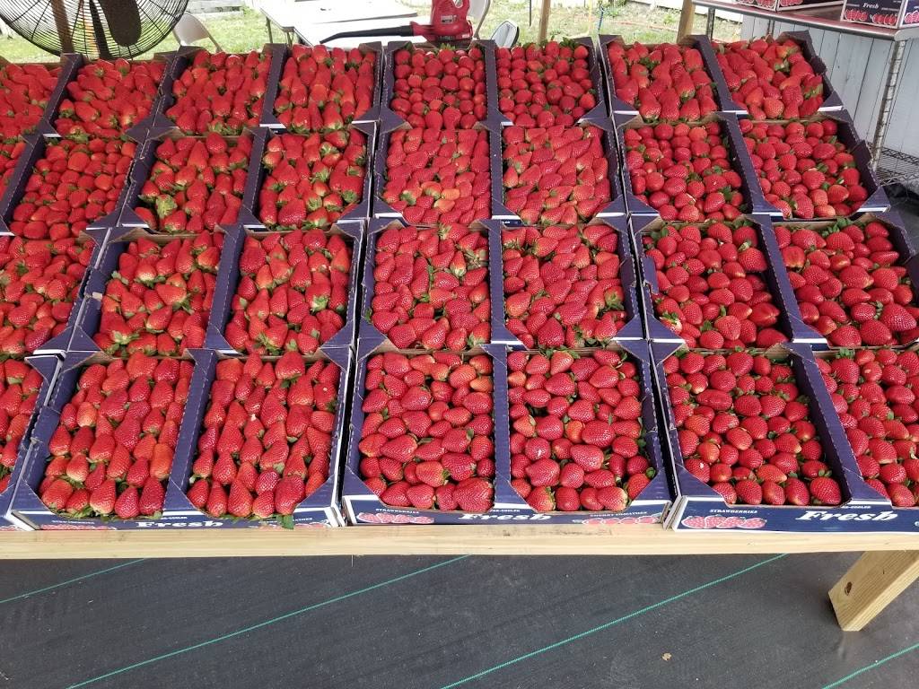 Yummy Farms 4404 Hwy. 92 W. Plant City, FL 33566 | restaurant | 5261-5365 W Hillsborough Ave, Plant City, FL 33563, USA | 8134782584 OR +1 813-478-2584