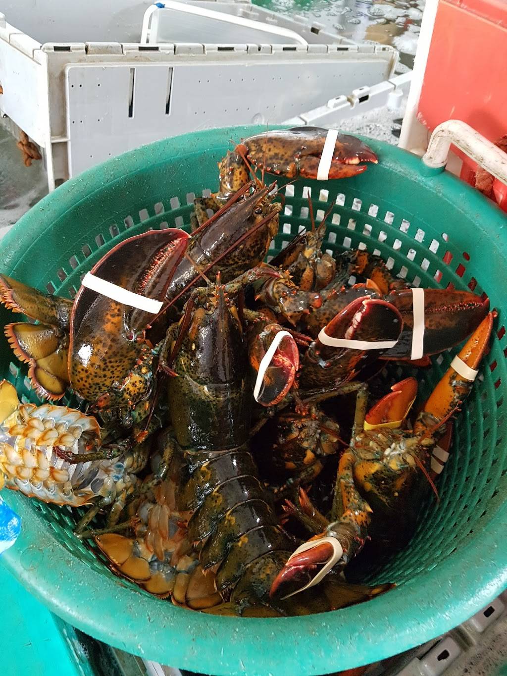 Newport Lobster Shack (Kitchen) | restaurant | 150 Long Wharf, (Trailer), Newport, RI 02840, USA | 4018471700 OR +1 401-847-1700