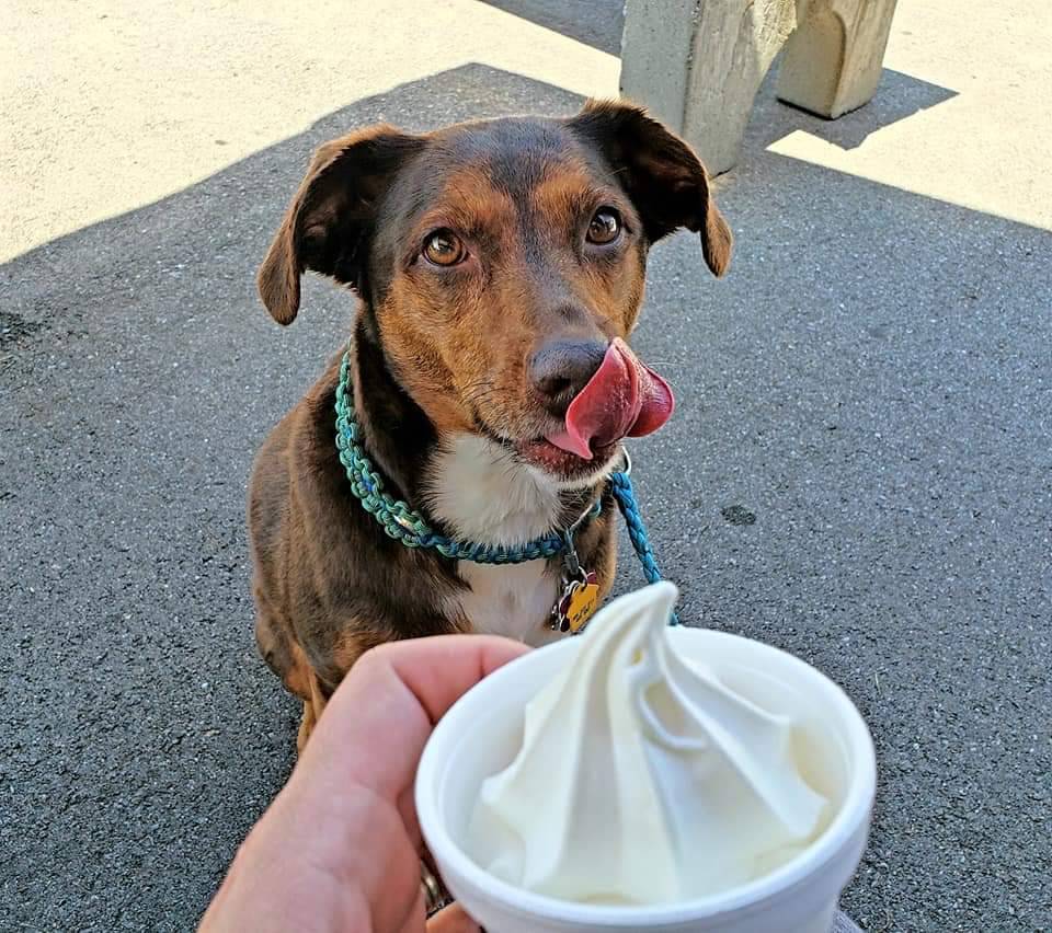 Timbos Cones and Coneys | restaurant | 5437 W Alexis Rd, Sylvania, OH 43560, USA | 4198828223 OR +1 419-882-8223