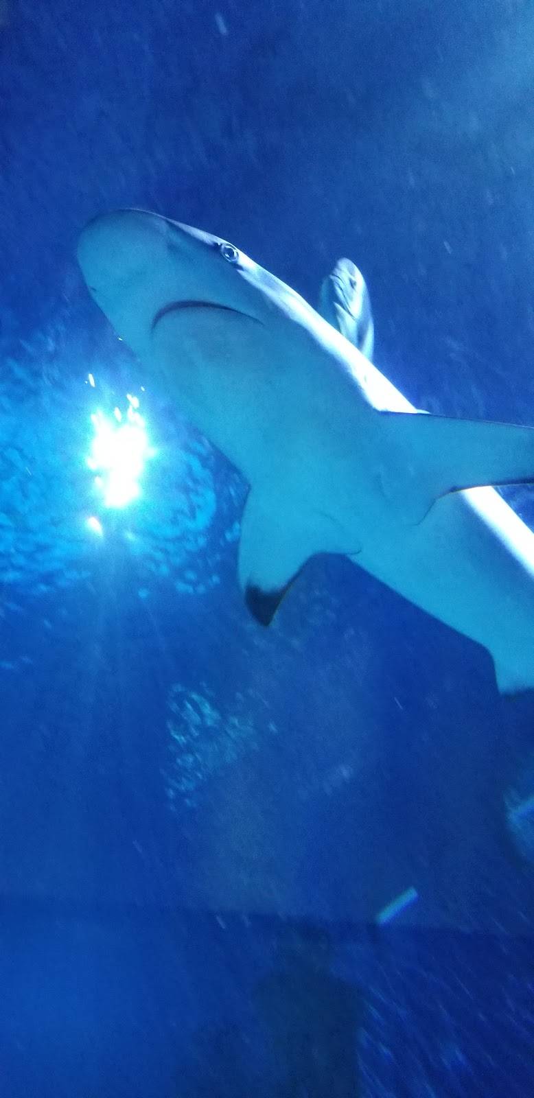 Ocean Journey Cafe | restaurant | 1 Legoland Dr, Carlsbad, CA 92008, USA | 7609185346 OR +1 760-918-5346