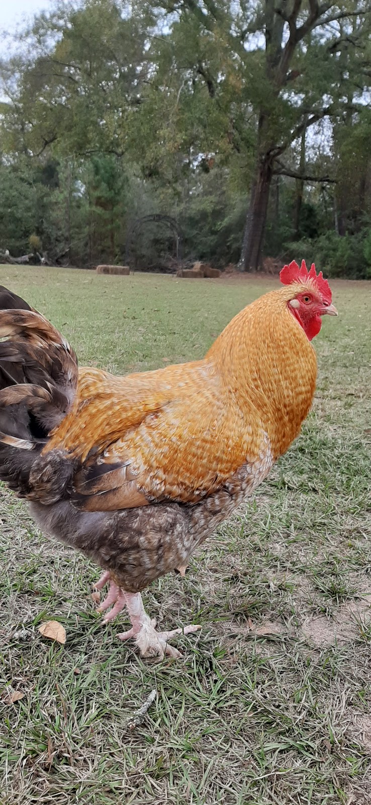 Yellow Cottage Farm and Bakery | restaurant | 7964 TX-146, Livingston, TX 77351, USA | 2812295838 OR +1 281-229-5838