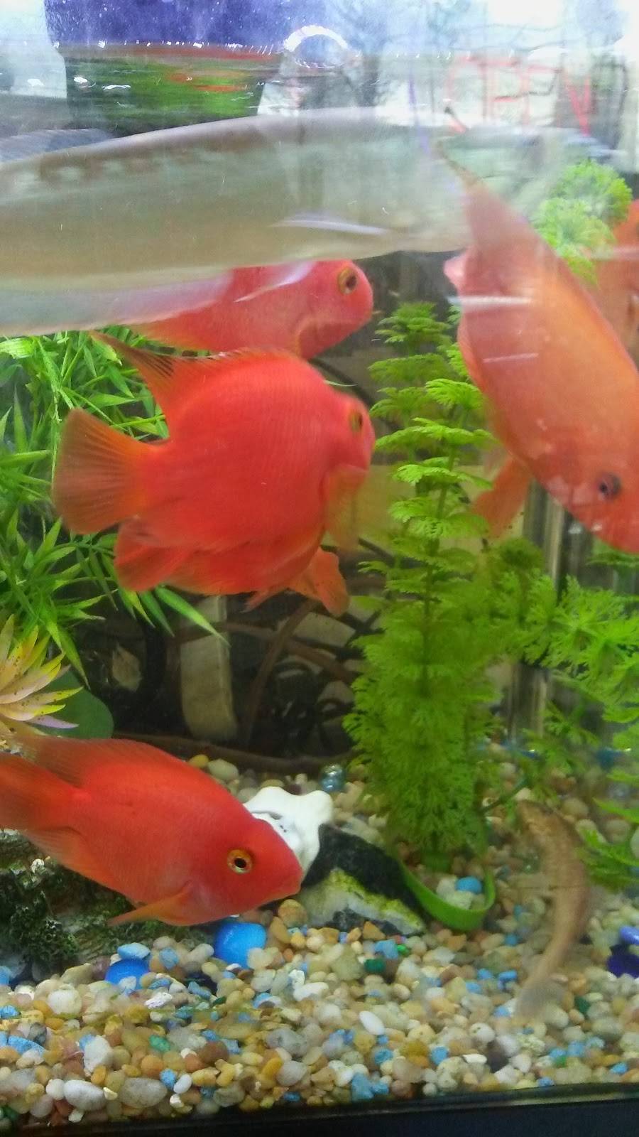 Lucky Star | restaurant | 94-19 Astoria Blvd, East Elmhurst, NY 11369, USA | 7184585252 OR +1 718-458-5252