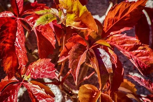 Brightwood Inn | restaurant | 6501 Burlington Rd, Whitsett, NC 27377, USA | 3364494737 OR +1 336-449-4737