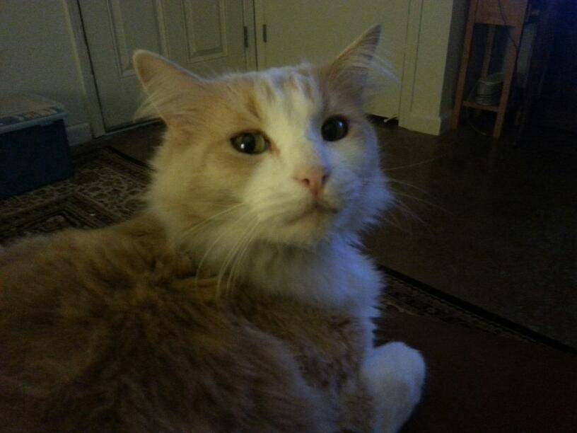 Applebees Grill + Bar | restaurant | 501 Rohnert Park Expy, Rohnert Park, CA 94928, USA | 7072060660 OR +1 707-206-0660