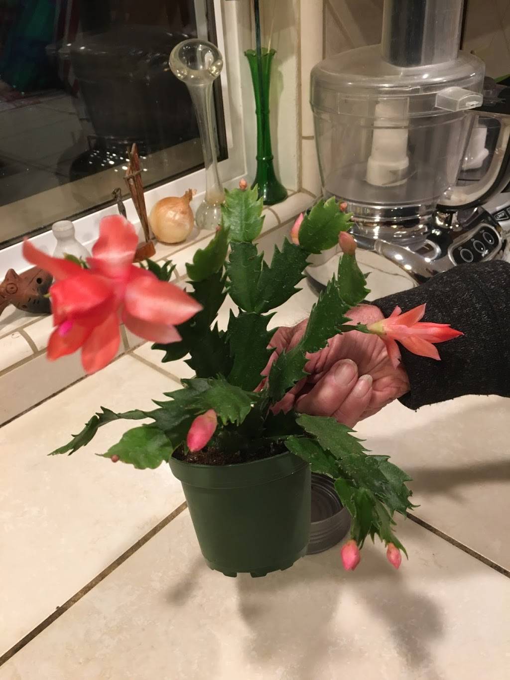 Trattoria Roma | restaurant | 140 2nd St, Petaluma, CA 94952, USA | 7079817807 OR +1 707-981-7807