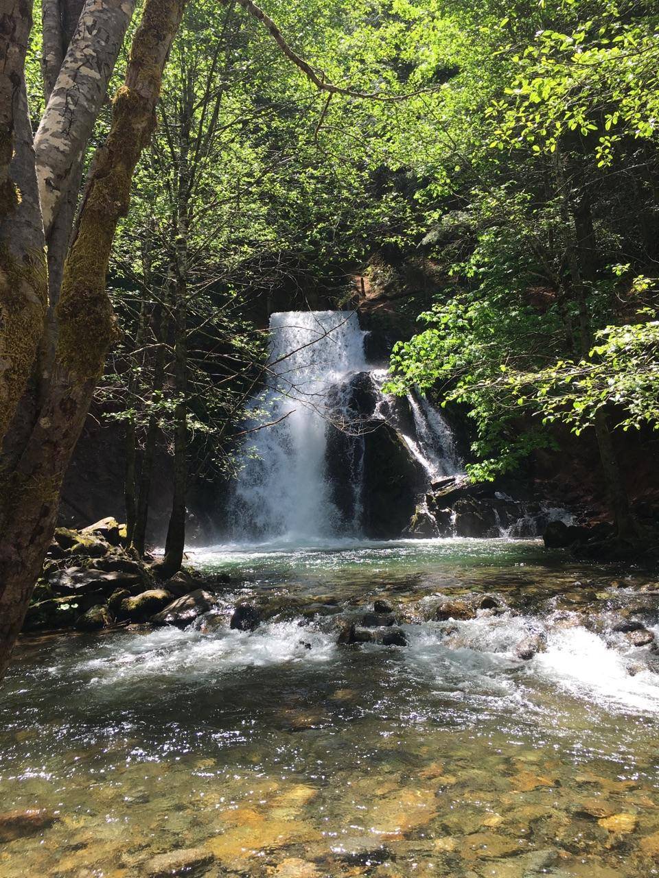 Lone Tree Thai Cuisine | restaurant | 5401 Lone Tree Way # 150, Brentwood, CA 94513, USA | 9255163343 OR +1 925-516-3343