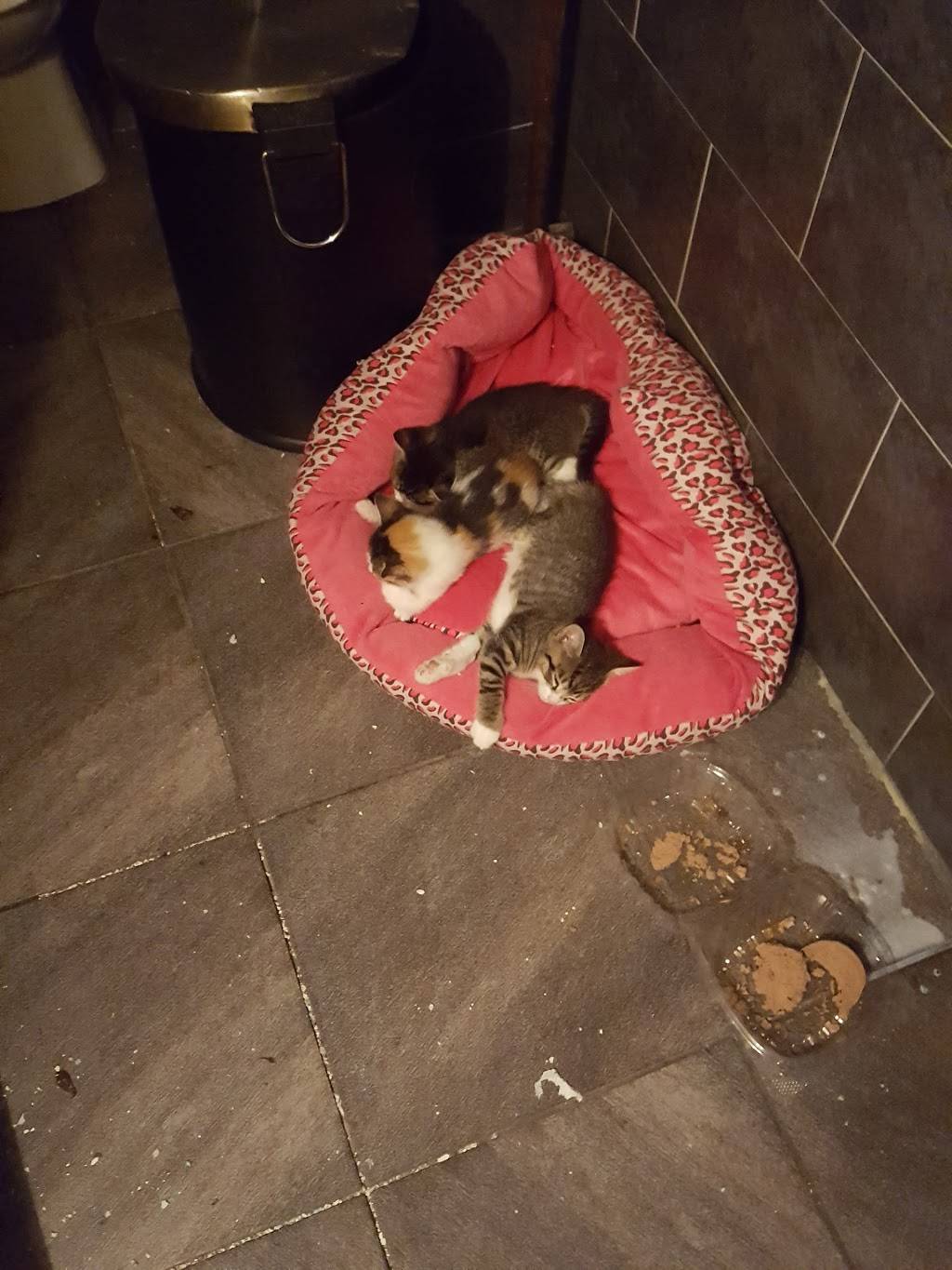 Bagels By the Park | bakery | 323 Smith St, Brooklyn, NY 11231, USA | 7182461321 OR +1 718-246-1321