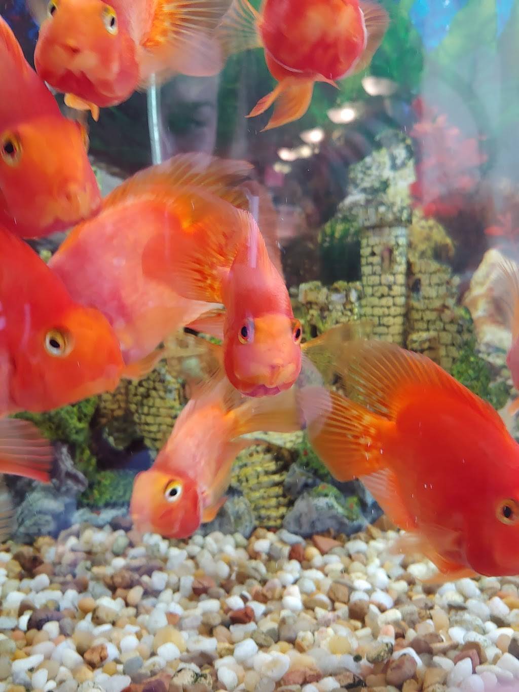 Dengs Garden | restaurant | 312 N Jefferson Way, Indianola, IA 50125, USA | 5159625888 OR +1 515-962-5888