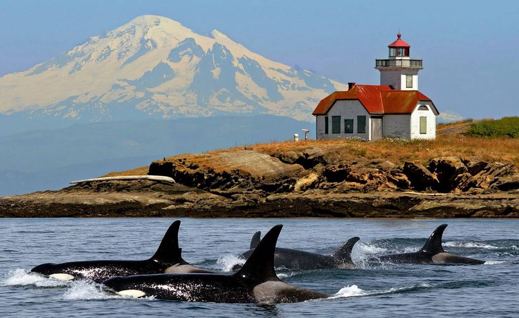 San Juan Cruises | restaurant | 355 Harris Ave #104, Bellingham, WA 98225, USA | 8004434552 OR +1 800-443-4552