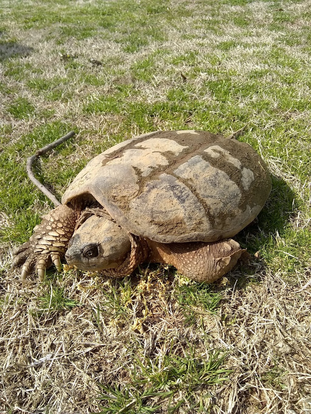 Galla Creek Golf Course & Country Club | restaurant | 141 Golf Club Ln, Pottsville, AR 72858, USA | 4798906653 OR +1 479-890-6653