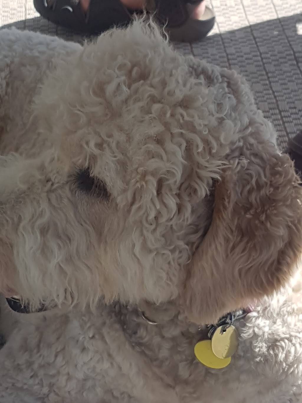 Kellys Cove | restaurant | 259 Cedar Dr, Turkey Point, ON N0A 1T0, Canada | 5194266666 OR +1 519-426-6666