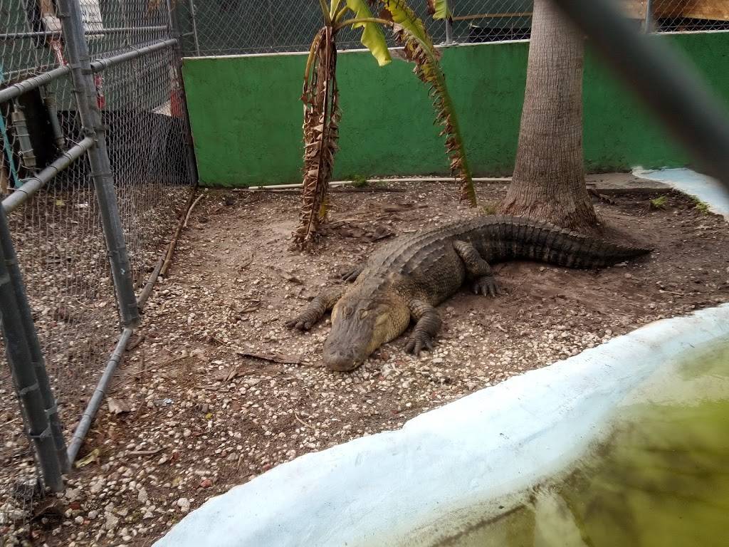 Black Hammock Orlando Airboat Rides | restaurant | 2356 Black Hammock Fish Camp Rd, Oviedo, FL 32765, USA | 4077063704 OR +1 407-706-3704