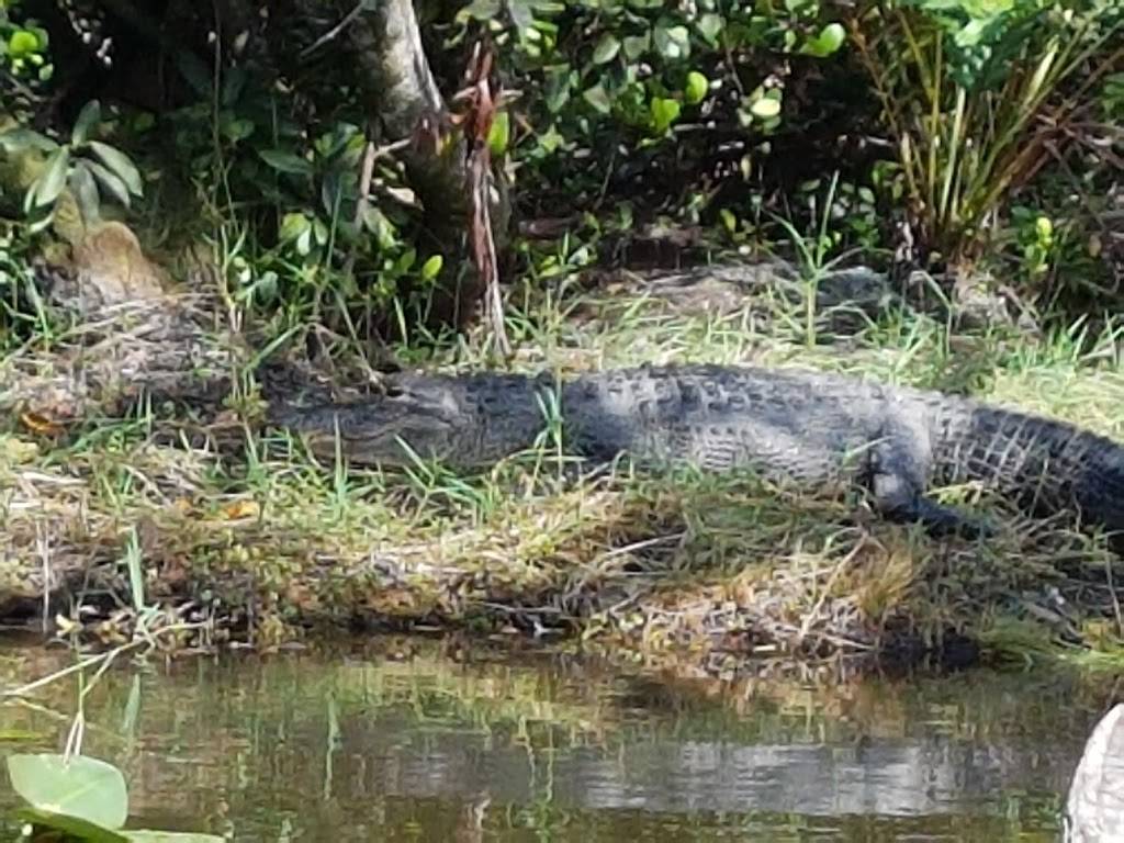 Gator Park | restaurant | 24050 SW 8th St, Miami, FL 33194, USA | 3055592255 OR +1 305-559-2255