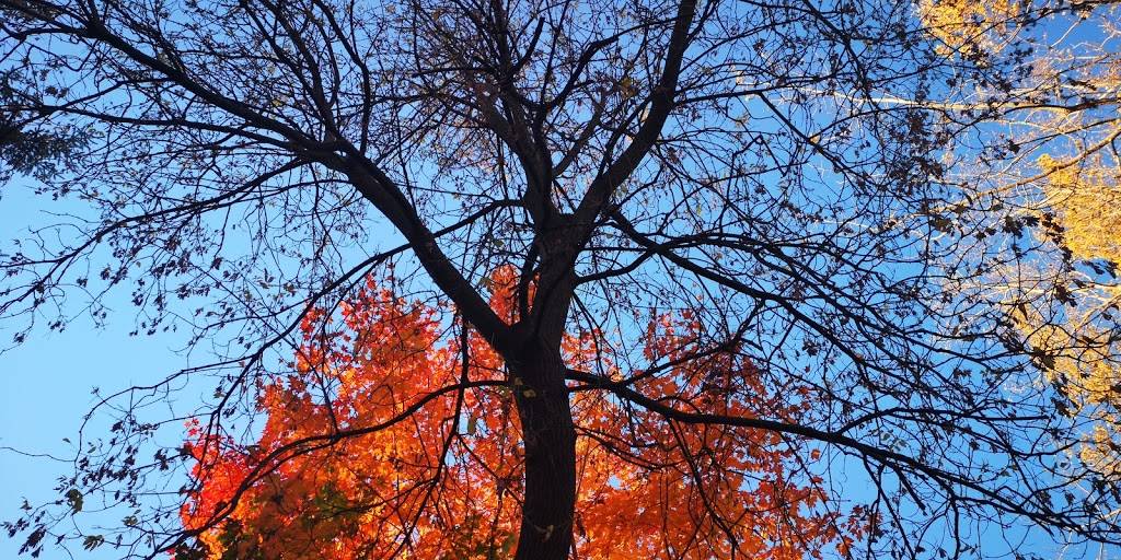 Patate St-Pierre | restaurant | 609 Rue Laviolette, Saint-Jérôme, QC J7Y 2V4, Canada | 4504326363 OR +1 450-432-6363