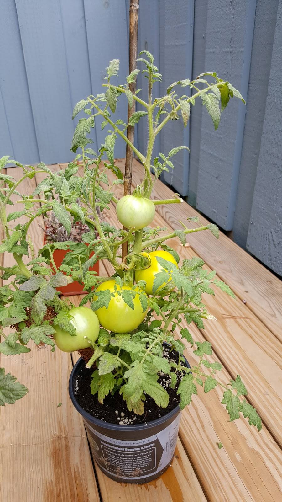 Nineteenth Hole Restaurant | restaurant | 650 Brooklawn Ave, Bridgeport, CT 06604, USA | 2033335752 OR +1 203-333-5752