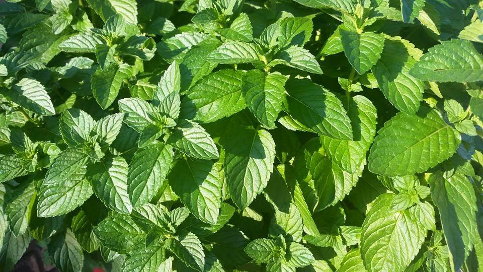 Nomads Southtown | restaurant | 1431 S School Ave, Fayetteville, AR 72701, USA | 4794355606 OR +1 479-435-5606