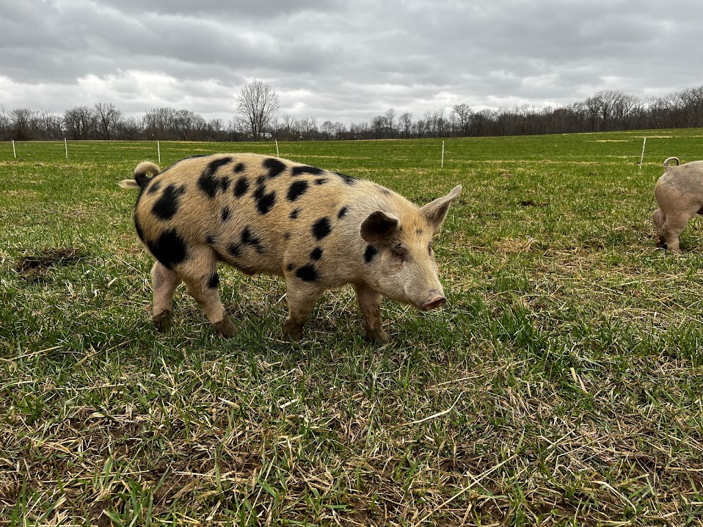 Tyner Pond Farm - Grass Fed Beef | restaurant | 90 West McClarnon This is our Farm Store in Town Call For Directions to Farm, Greenfield, IN 46140, USA | 3174777940 OR +1 317-477-7940