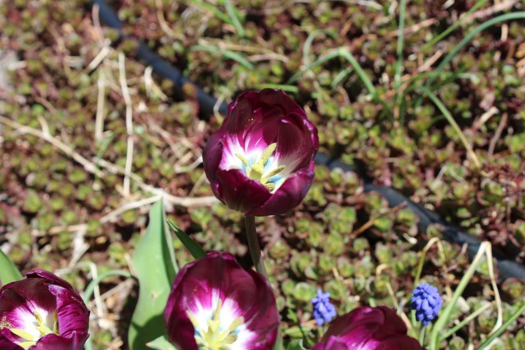 Pikes Perk Coffee and Tea House | cafe | 5965 N Academy Blvd, Colorado Springs, CO 80918, USA | 7195221432 OR +1 719-522-1432