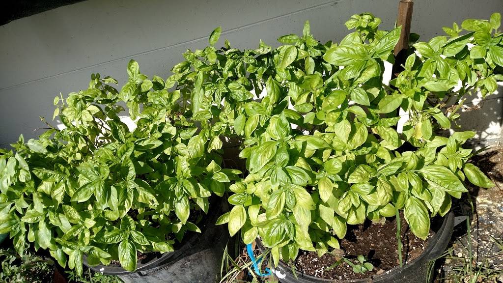 Bruno Pizzeria | restaurant | 3218 S Atlantic Ave, Daytona Beach Shores, FL 32118, USA | 3864927845 OR +1 386-492-7845