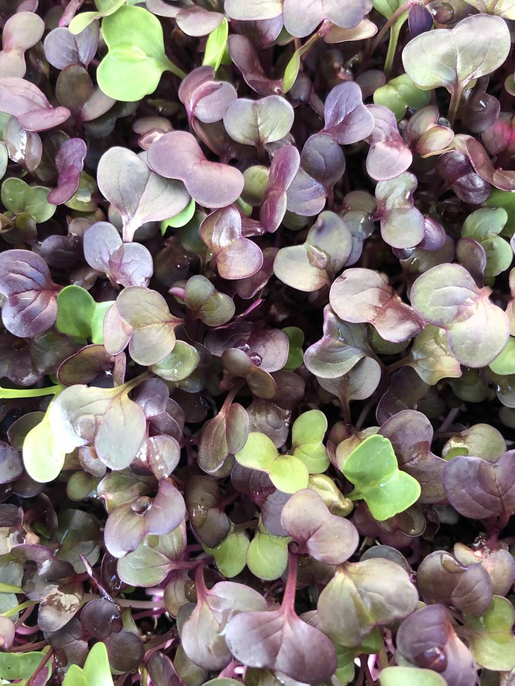 Microgreens R Us | restaurant | 4871 Conrad Ave, San Diego, CA 92117, USA | 8586100333 OR +1 858-610-0333