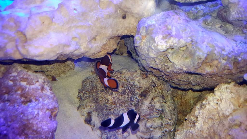 Del Taco | meal takeaway | 15470 Palmdale Rd, Victorville, CA 92395, USA | 7602416410 OR +1 760-241-6410