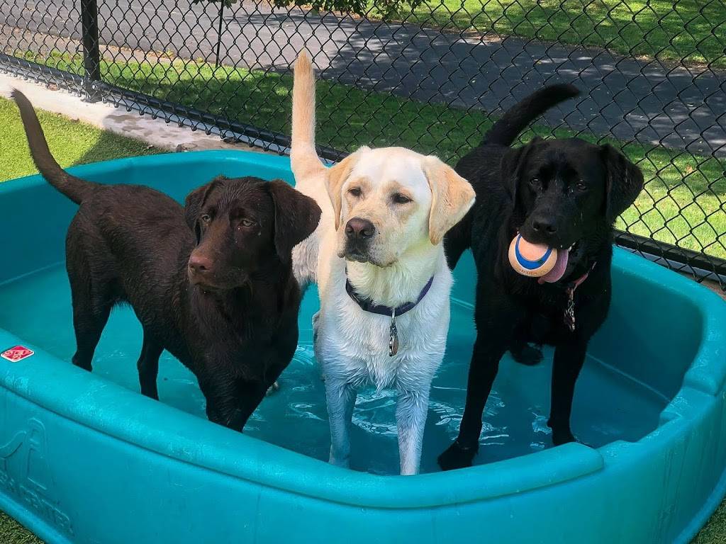 Town and Country Pet Care Center | restaurant | 393 Langhorne Ave, Langhorne, PA 19053, USA | 2157523661 OR +1 215-752-3661