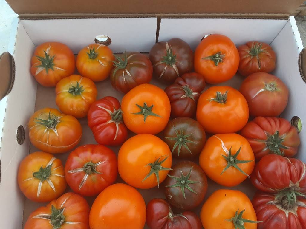 Ky Hydro Farm | restaurant | 14 Moors Camp Hwy, Benton, KY 42025, USA | 2707032178 OR +1 270-703-2178