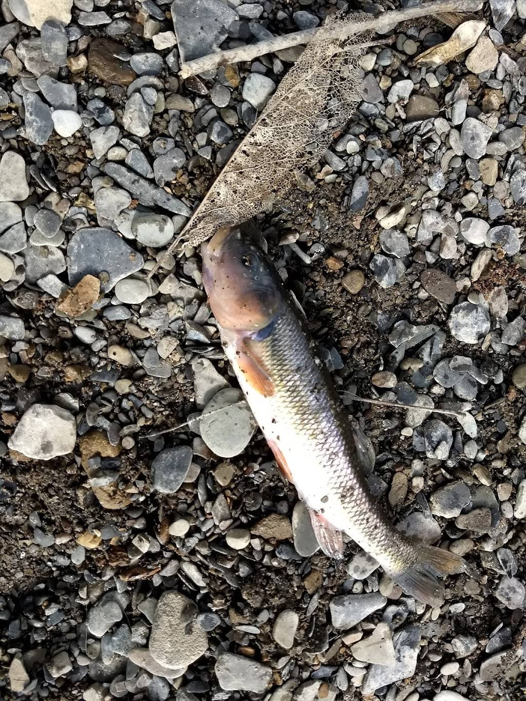 Mill Creek Cafe | restaurant | 9633, 8705 Main St, Honeoye, NY 14471, USA | 5852292620 OR +1 585-229-2620