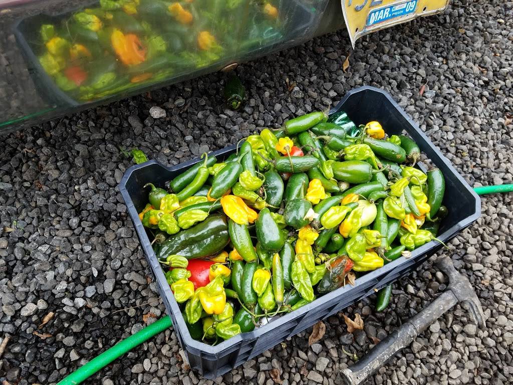 El Primo Tacos | restaurant | 5150-5200, Brooklake Rd NE, Brooks, OR 97305, USA | 9712401303 OR +1 971-240-1303