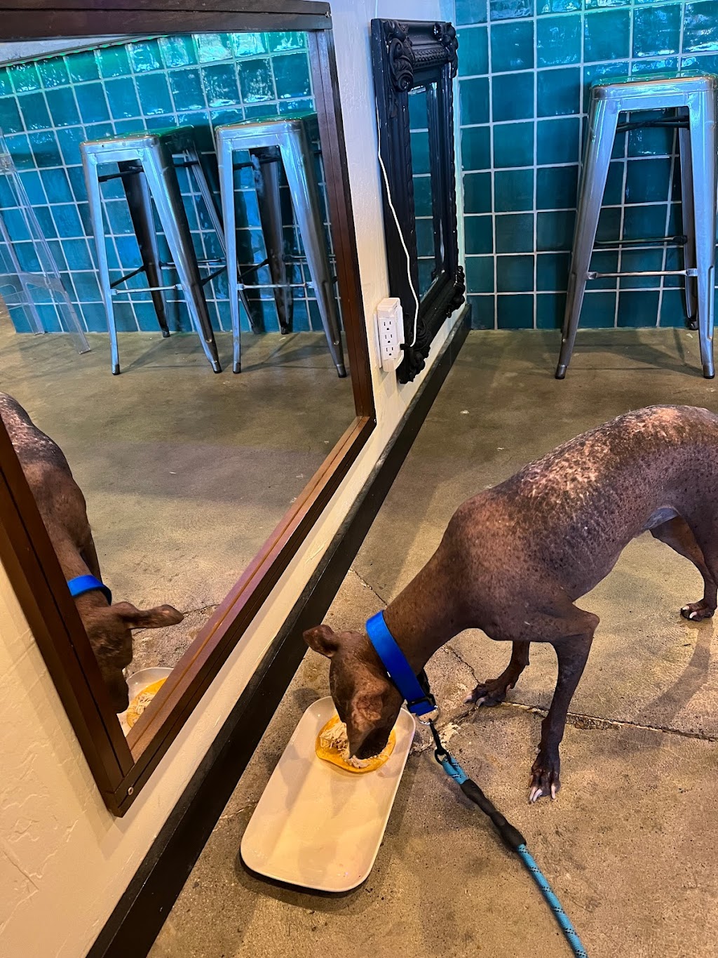 Xolo | restaurant | 13216 N 7th St Ste 4, Phoenix, AZ 85022, USA | 6026123005 OR +1 602-612-3005