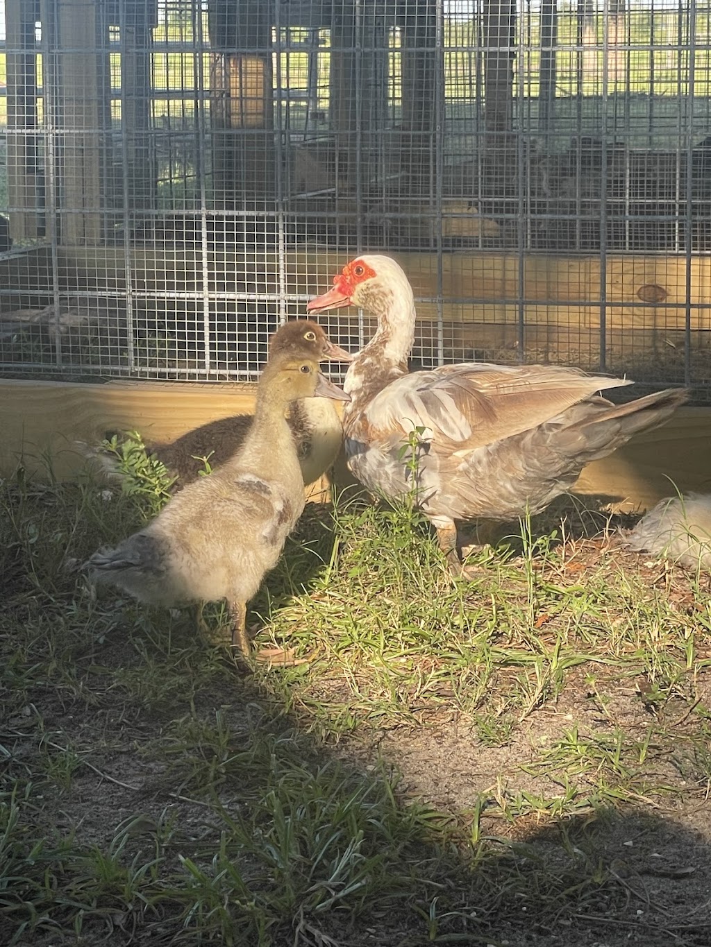 JWT Chicken Sales (Farm) | restaurant | 2401 Trowbridge Rd, Fort Pierce, FL 34945, USA | 7728019310 OR +1 772-801-9310