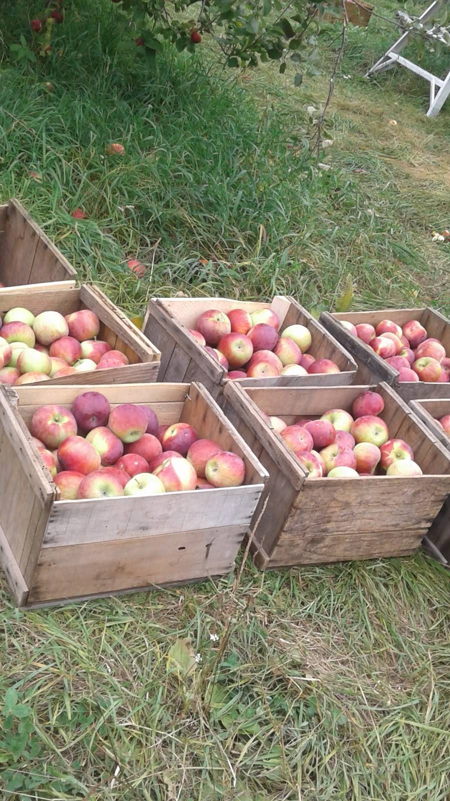 Outlook Farm Barn & Eatery | restaurant | 136 Main Rd, Westhampton, MA 01027, USA | 4135299388 OR +1 413-529-9388