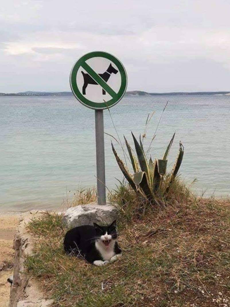 Ark Mediterranean Grill | restaurant | 1528 E Champlain Dr, Fresno, CA 93720, USA | 5598400018 OR +1 559-840-0018