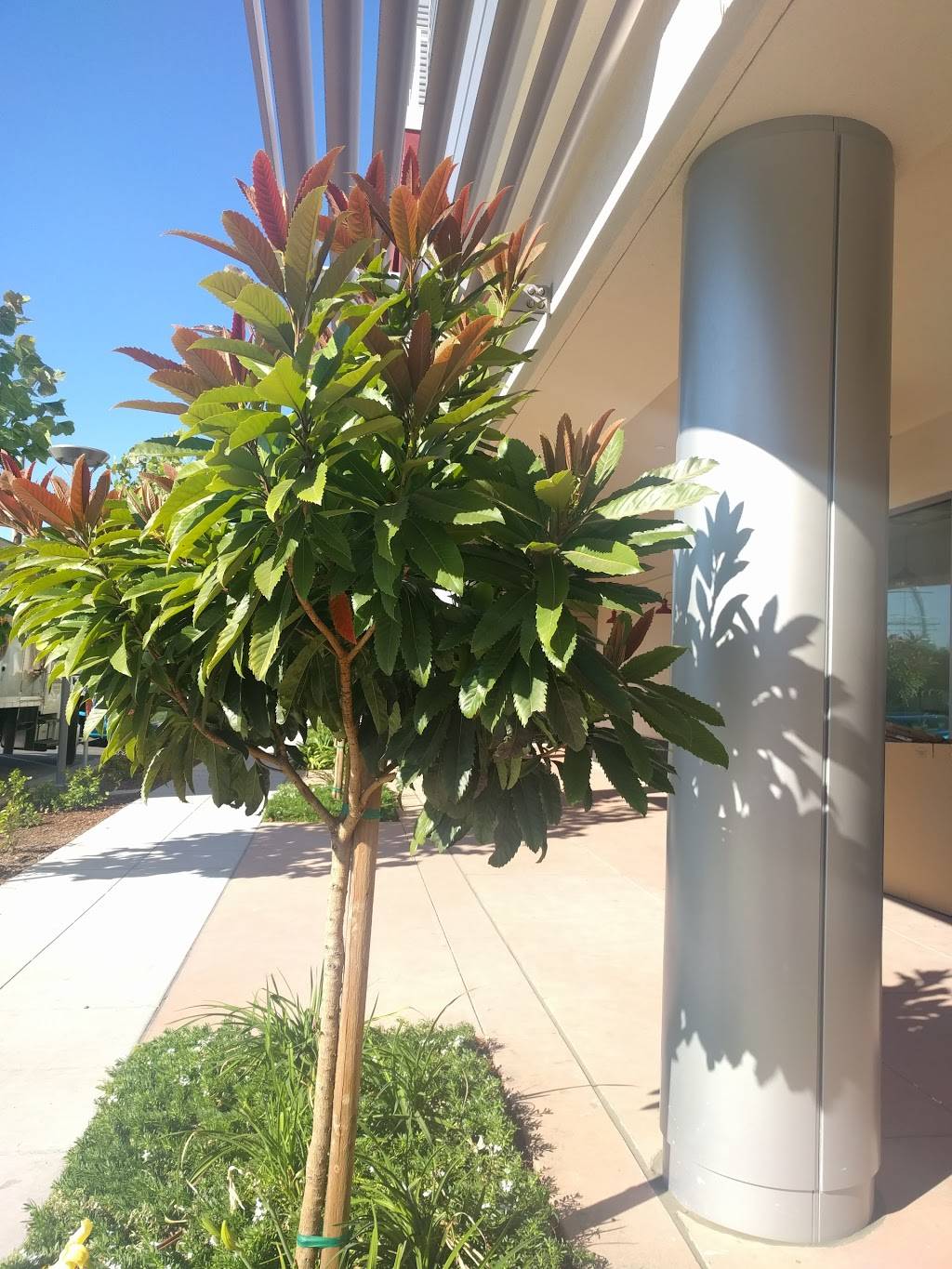 Caffe Machiavello | meal delivery | 195 Page Mill Rd #117, Palo Alto, CA 94306, USA | 6502420117 OR +1 650-242-0117