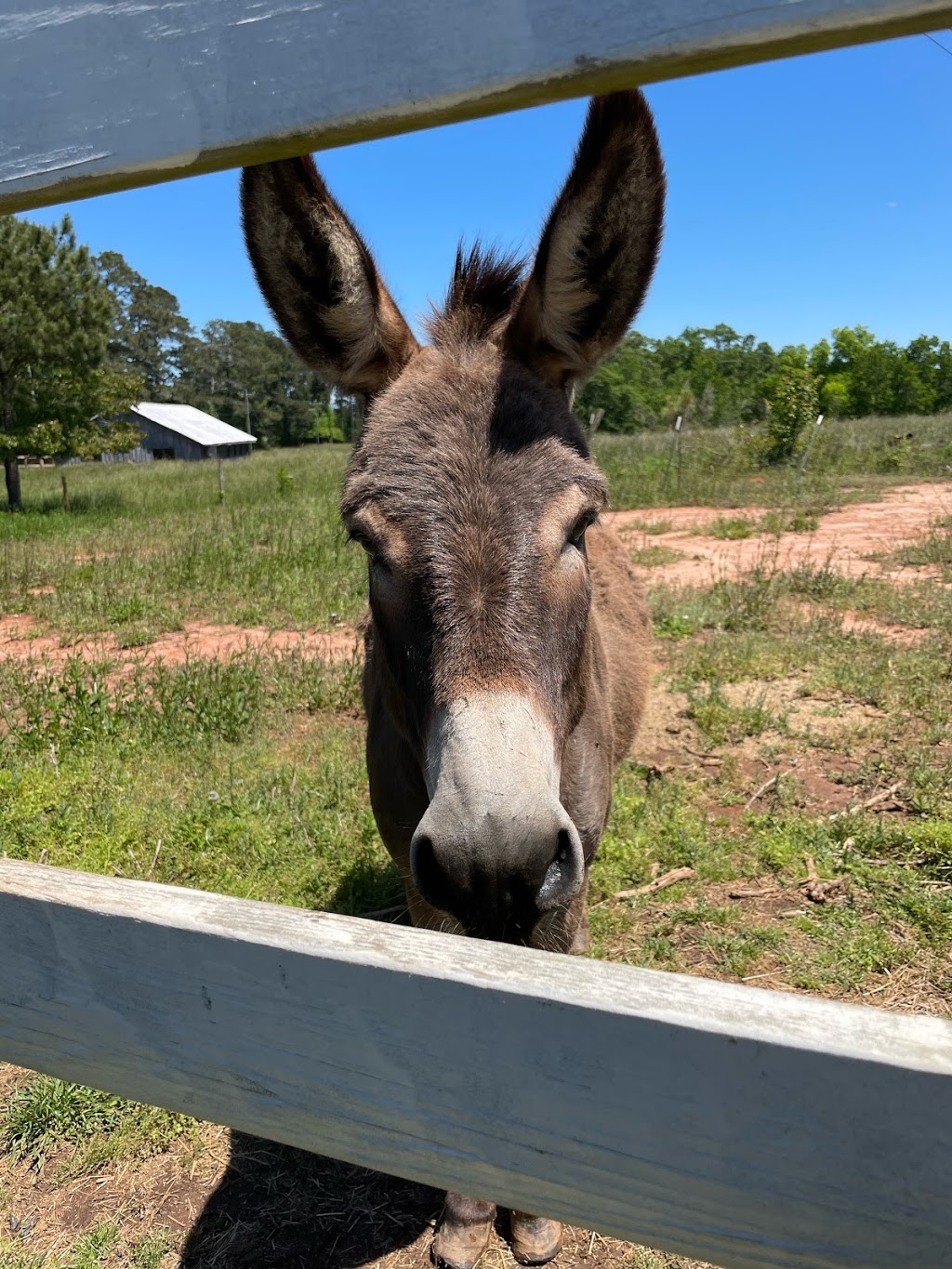 Hamlin Hills Farm | restaurant | 477 Dames Ferry Rd, Forsyth, GA 31029, USA | 8443863276 OR +1 844-386-3276