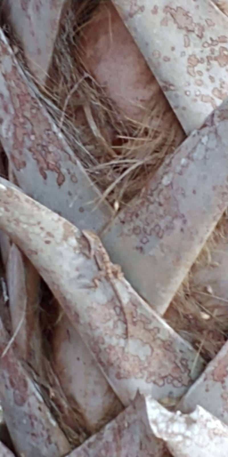 Ortona Tavern | restaurant | 1750 Williams Rd, Moore Haven, FL 33471, USA | 8636741763 OR +1 863-674-1763