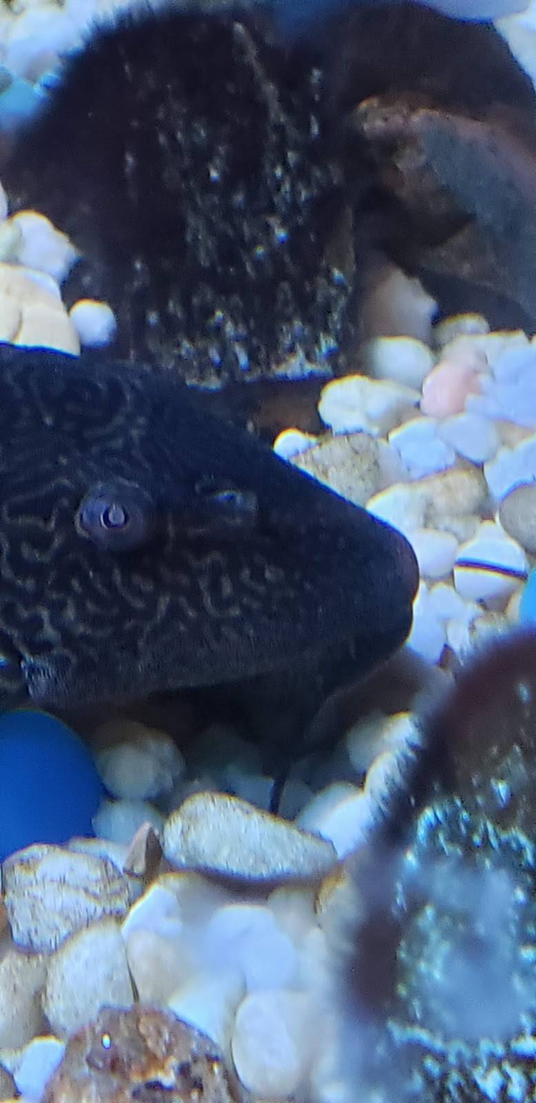 New Century Restaurant | restaurant | 400 S Alabama Ave, Chesnee, SC 29323, USA | 8647033000 OR +1 864-703-3000