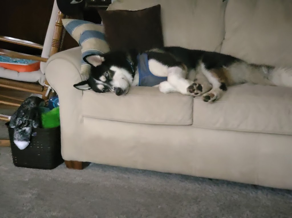 Freddys Frozen Custard & Steakburgers | restaurant | 1240 OH-303, Streetsboro, OH 44241, USA | 3039683349 OR +1 303-968-3349