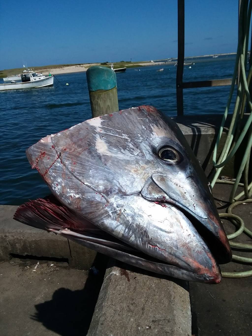 Nauset Fish & Lobster Pool | restaurant | 38 MA-6A, Orleans, MA 02653, USA | 5082551019 OR +1 508-255-1019