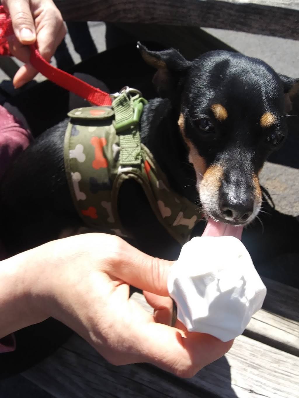 Clear Fork Dairy Belle | restaurant | 8 Main St, Bellville, OH 44813, USA | 4198863122 OR +1 419-886-3122