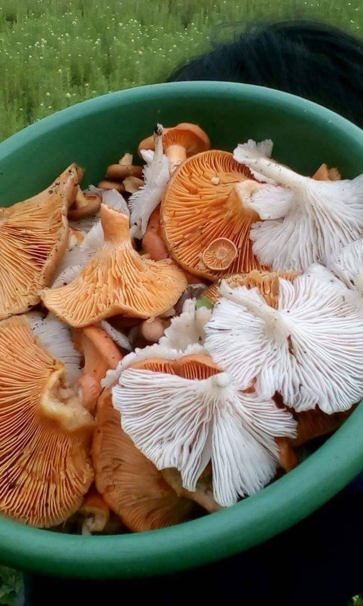 Tijuana Flats | restaurant | 8350 Hospital Dr #102, Bonita Springs, FL 34135, USA | 2399488820 OR +1 239-948-8820