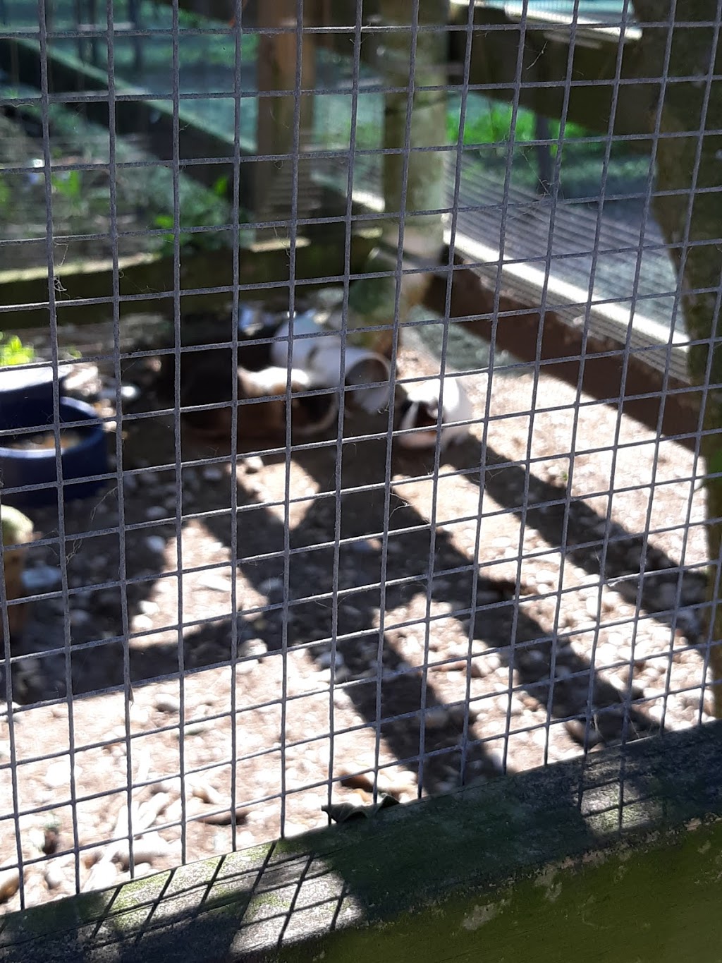 31 Produce/Cracker Shack Cafe | restaurant | 18672 FL-31, Alva, FL 33920, USA | 2393138213 OR +1 239-313-8213