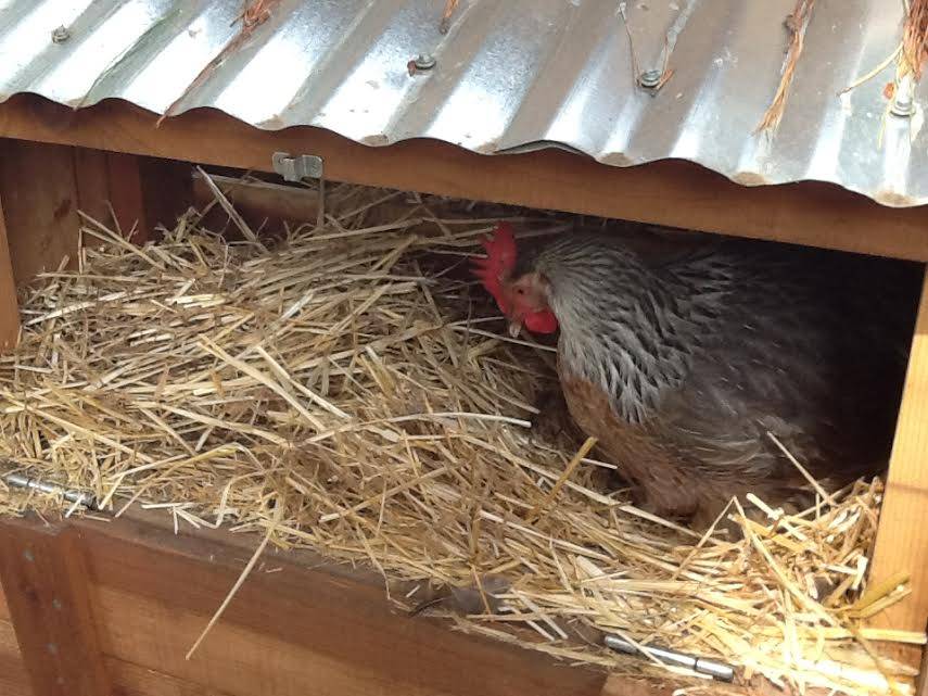 Mill Valley Chickens | restaurant | 106 Lomita Dr, Mill Valley, CA 94941, USA | 4153898216 OR +1 415-389-8216