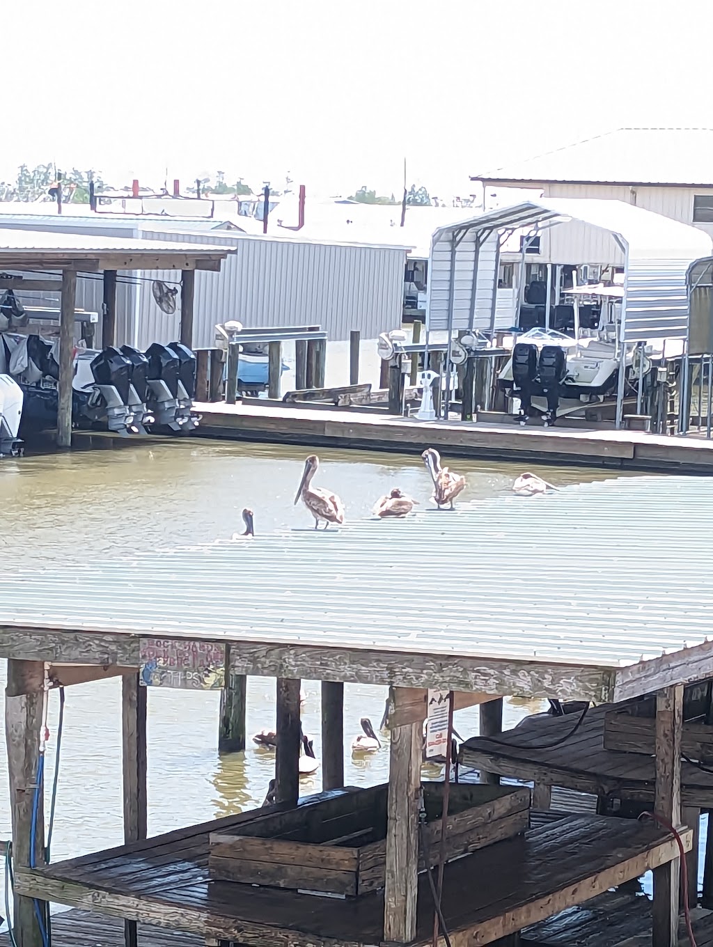 CrawGators Bar & Grill | restaurant | 237 Sports Marina Rd, Venice, LA 70091, USA | 5045349357 OR +1 504-534-9357